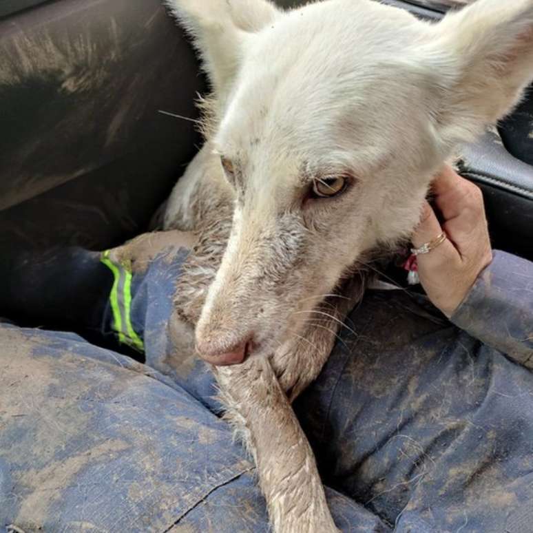 'Eles também são vítimas', diz veterinária