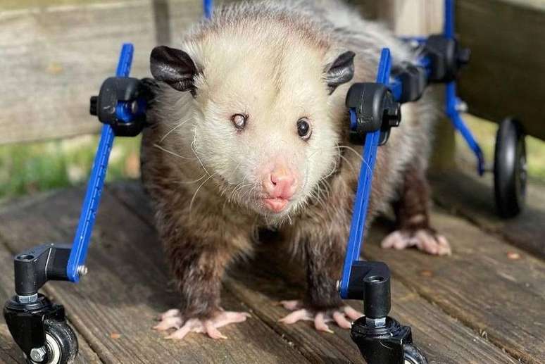Com sua nova cadeira de rodas, Kewpie está reaprendendo a andar.