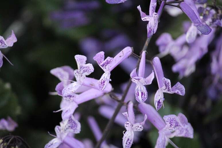 7. Ametista para decora&ccedil;&atilde;o com flores para varanda &ndash; Foto: Revista Jardins