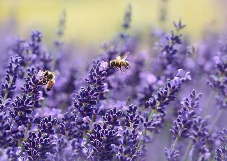 5. Lavanda s&atilde;o flores para varanda bem perfumadas &ndash; Foto: Revista Jardins