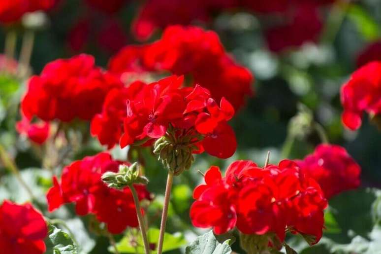 2. Flores para varanda com ger&acirc;nio vermelho &ndash; Foto: Gardening Know How