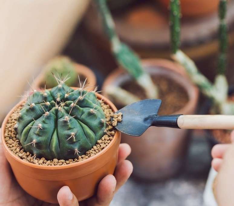 O especialista explica que o solo do cacto precisa ser bem drenado 