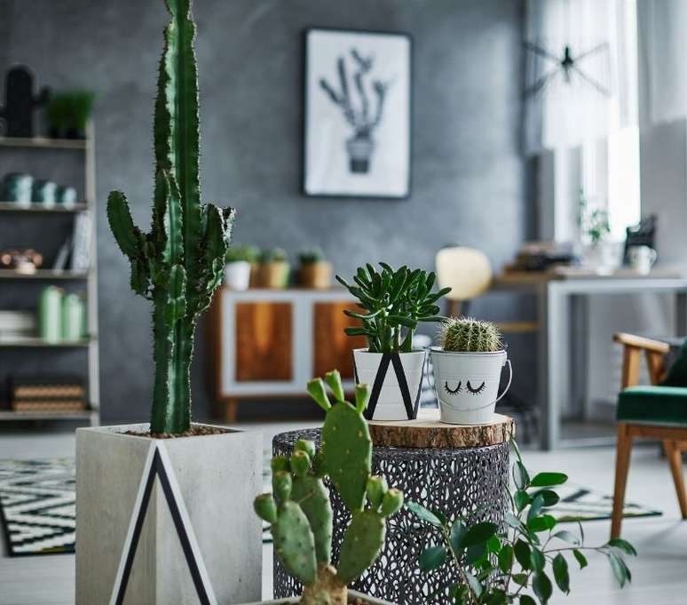 Os cactos se destacam na decora&ccedil;&atilde;o de ambientes modernos 