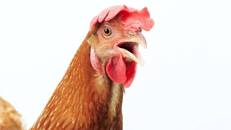 As células B foram descobertas pela primeira vez em galinhas na década de 1960