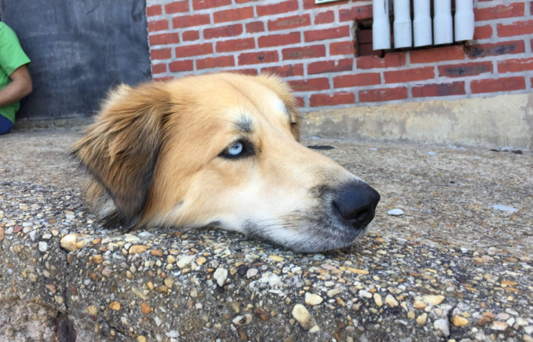 O cachorro está deitado em um meio-fio, mas, pelo ângulo da foto, parece que está sem corpo