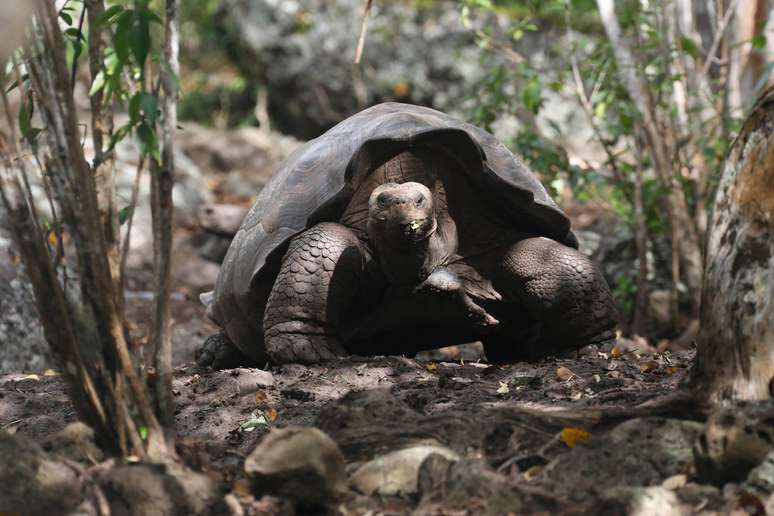 Anteriormente identificada como Chelonoidis chathamensis, tartaruga gigante corresponde geneticamente a uma esp&eacute;cie diferente. 16/01/2019 Galapagos National Park/Divulga&ccedil;&atilde;o via REUTERS