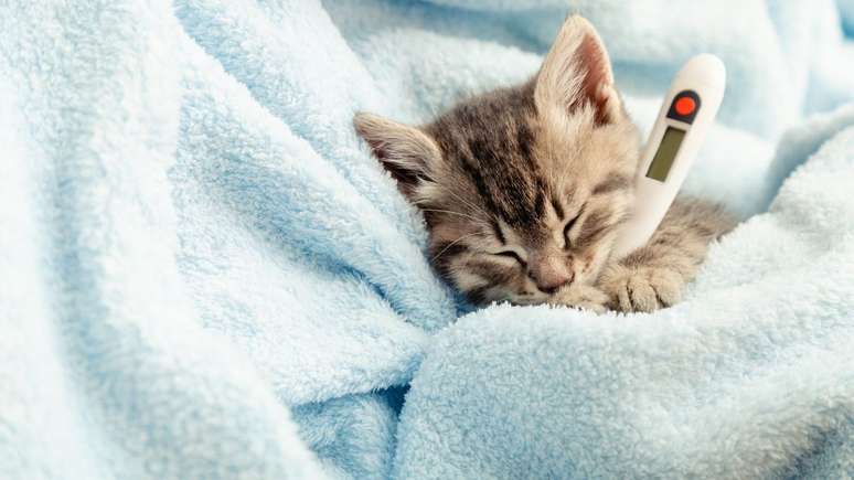 Saiba identificar os sinais da gripe felina