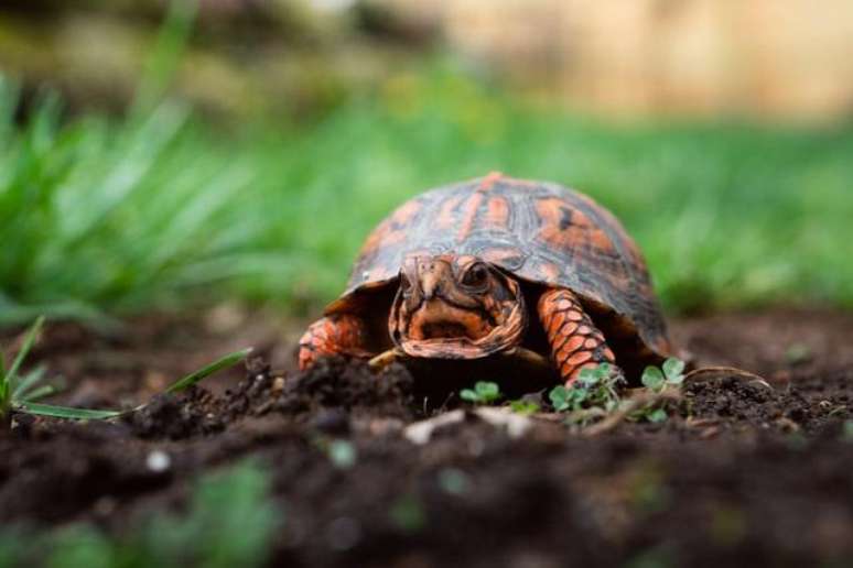 Tartaruga é o pet ideal do signo de peixes