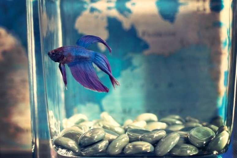 Peixe é o pet de Virgem