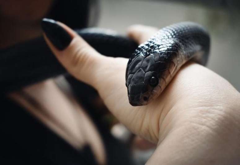 Cobras são os animaizinhos de Sagitário