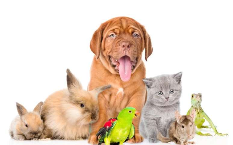 Conheça o pet ideal para seu signo neste Dia Nacional dos Animais - Shutterstock