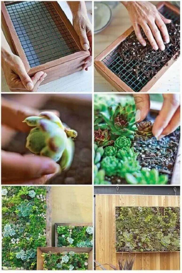 2. Aprenda como fazer um jardim vertical de suculentas em poucos passos. Fonte: Marcia Ramona