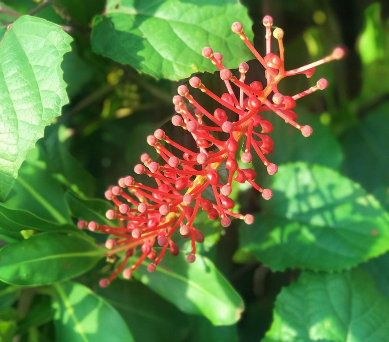 Essa esp&eacute;cie &eacute; perfeita para quem quer trazer mais cor para a varanda -