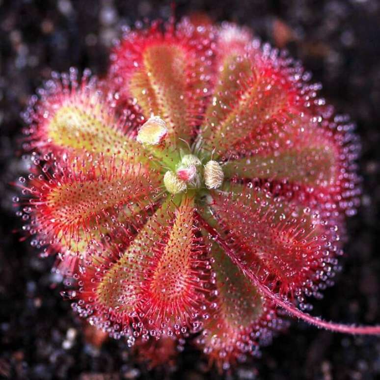 8. Plantas carnívoras: a Drosera é uma planta carnívora com tentáculos. Fonte: Curious Plant