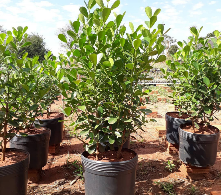 Essa planta de folhagens duras tamb&eacute;m &eacute; uma op&ccedil;&atilde;o para a varanda -