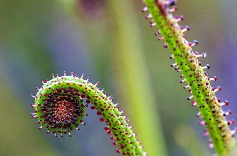 12. Plantas carnívoras: a Drosophyllum lusitanicum apresenta caules grossos e curto. Fonte: Flores e Folhagens