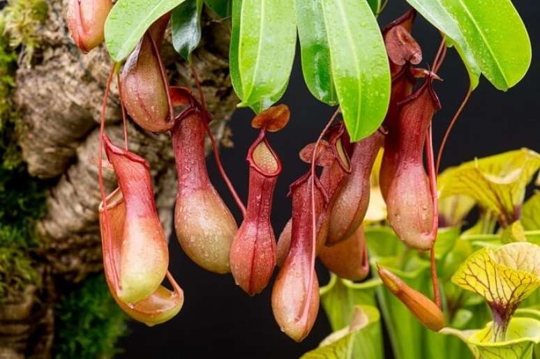 10. Plantas carnívoras: espécie Nepenthes. Fonte: Horta em Casa