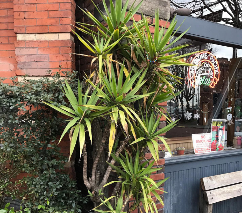 A Yucca Gigantea &eacute; uma das melhores esp&eacute;cies de plantas para se ter na varanda -