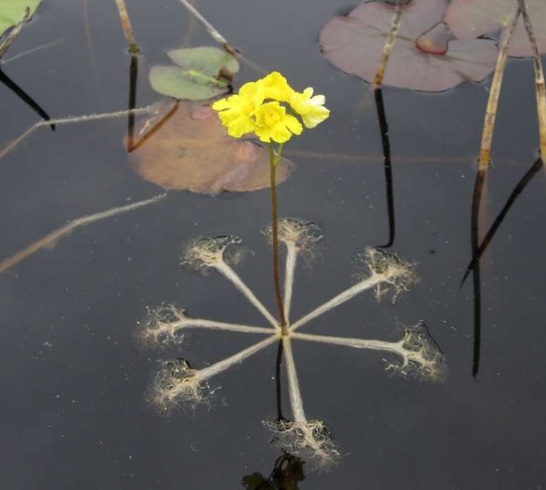 11. Plantas carnívoras: a Utricularia é uma espécie aquática. Fonte: NC State University