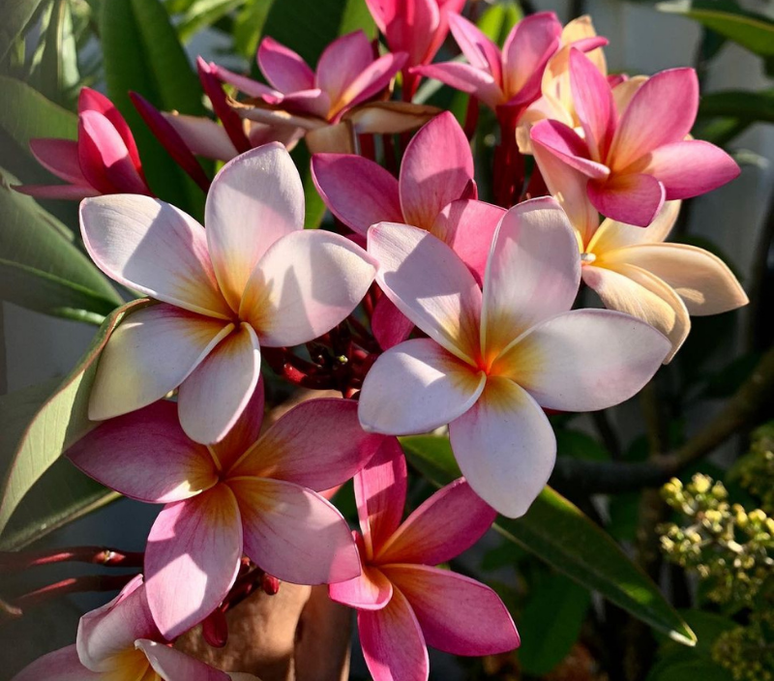 As cores da Plumeria rubra d&atilde;o um toque incr&iacute;vel para qualquer varanda -