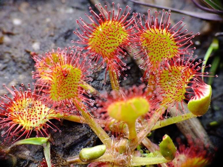 3. Várias plantas carnívoras podem ser usadas como plantas ornamentais. Fonte: BioDiversity4All