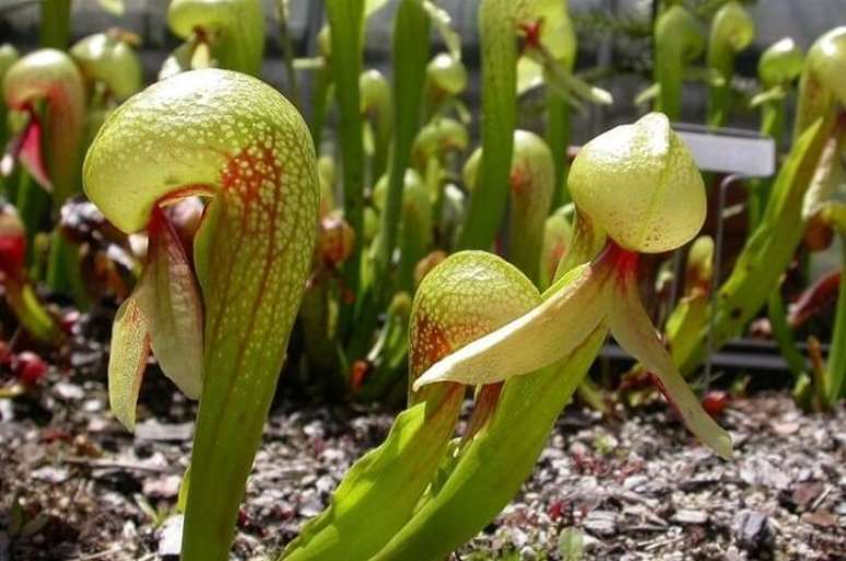 13. Plantas carnívoras: espécie Darlingtonia californica. Fonte: Alchetron