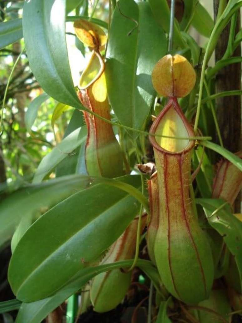 4. Existem v&aacute;rias esp&eacute;cies e formatos de plantas carn&iacute;voras. Foto: Fernanda Scheid