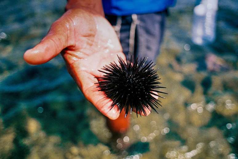 Biólogos que estudam a presença de microplástico na vida marinha no litoral do Rio de Janeiro descobriram que o impacto da poluição de plástico é muito pior do que temiam