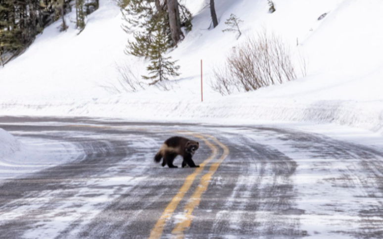 Um carcaju, um dos animais selvagens mais difíceis de serem encontrados, foi visto no Parque Nacional de Yellowstone, nos EUA