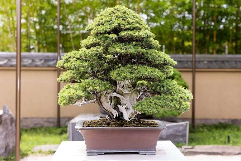 6. Mini planta japonesa: o bonsai planta japonesa consiste em uma t&eacute;cnica de cultivo de miniaturizar plantas. Fonte: Ca&ccedil;adores de Lendas