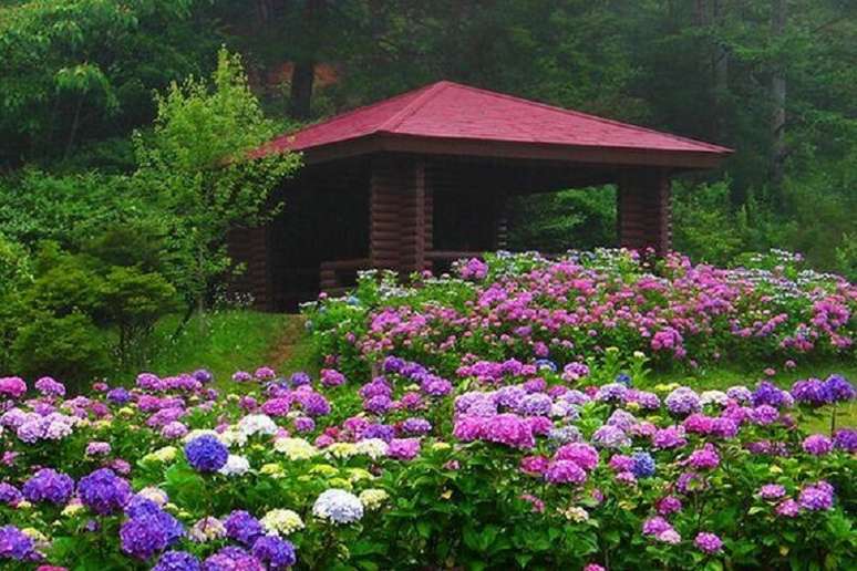 10. Plantas japonesas: as flores das hort&ecirc;nsias ajisai podem variar entre tons de rosa, roxo, azul, lil&aacute;s e branco. Fonte: Jap&atilde;o em Foco