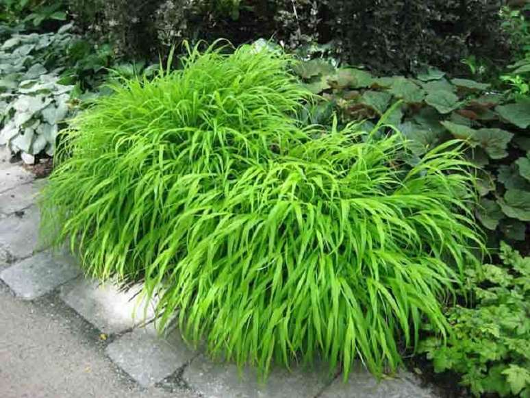 9. Planta japonesa: a Hakonechloa se trata de uma erva ornamental. Fonte: Not&iacute;cias de Jardim