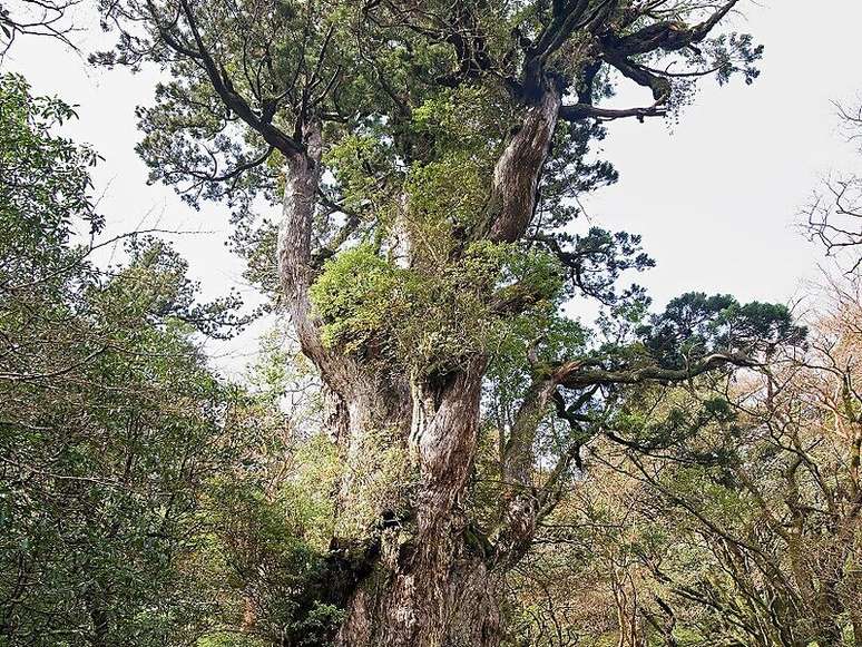 12. Planta japonesa: no Jap&atilde;o as &aacute;rvore de cedro s&atilde;o chamadas de Sugi. Fonte: Sygic Travel