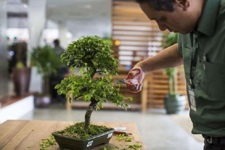 13. Aprenda como cuidar de plantas japonesas. Fonte: Gazeta do Povo