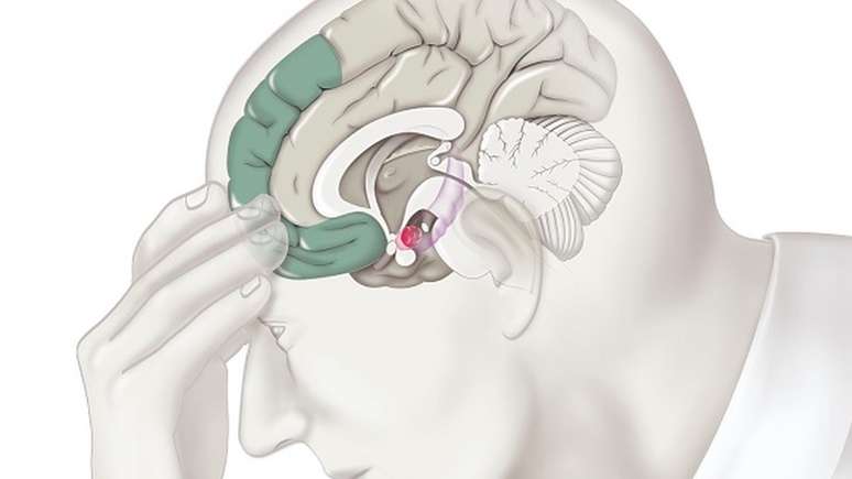 O córtex pré-frontal (destacado em verde escuro na ilustração) só se desenvolve completamente entre os 25 e os 30 anos