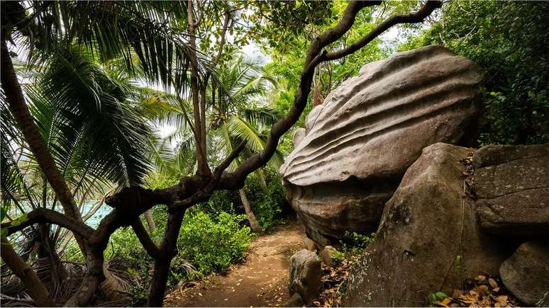 Gra&ccedil;as ao trabalho de Grimshaw e Lafortune, a ilha de Moyenne hoje &eacute; cortada por trilhas naturais
