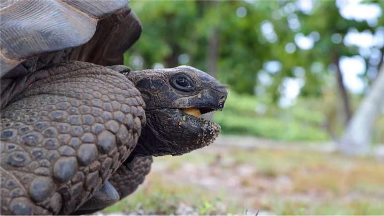 Cinquenta tartarugas-gigantes-de-aldabra perambulam livremente pela ilha de Moyenne