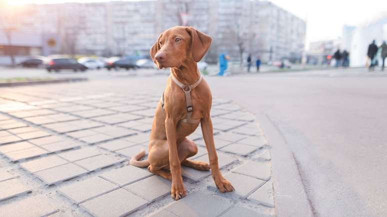 Veja como encontrar seu bichinho caso ele se perca