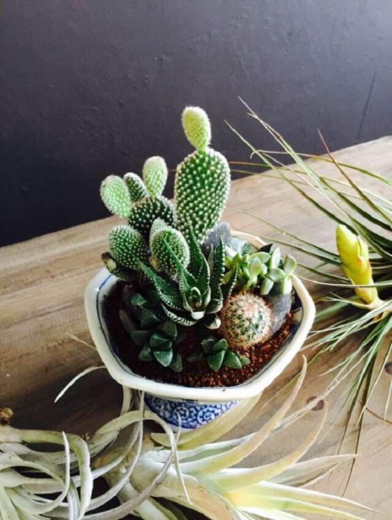 55. Vaso de mini cactos &ndash; Foto Containers of Fourseasons