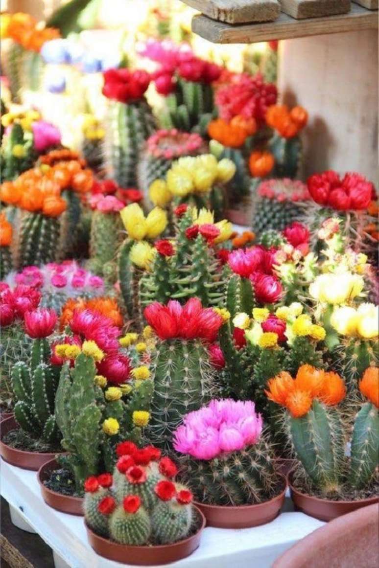 6. Mini cactos com flores para jardim de casa &ndash; Foto Pretty Flowers