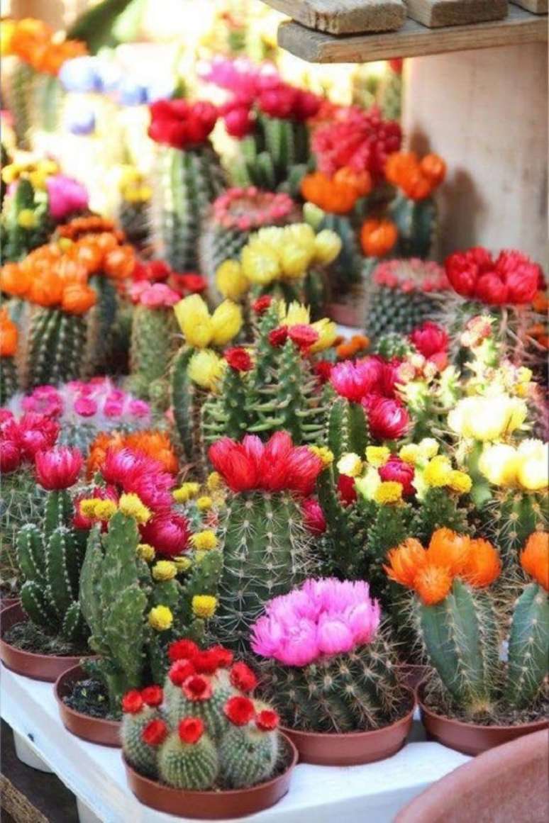 6. Mini cactos com flores para jardim de casa – Foto Pretty Flowers