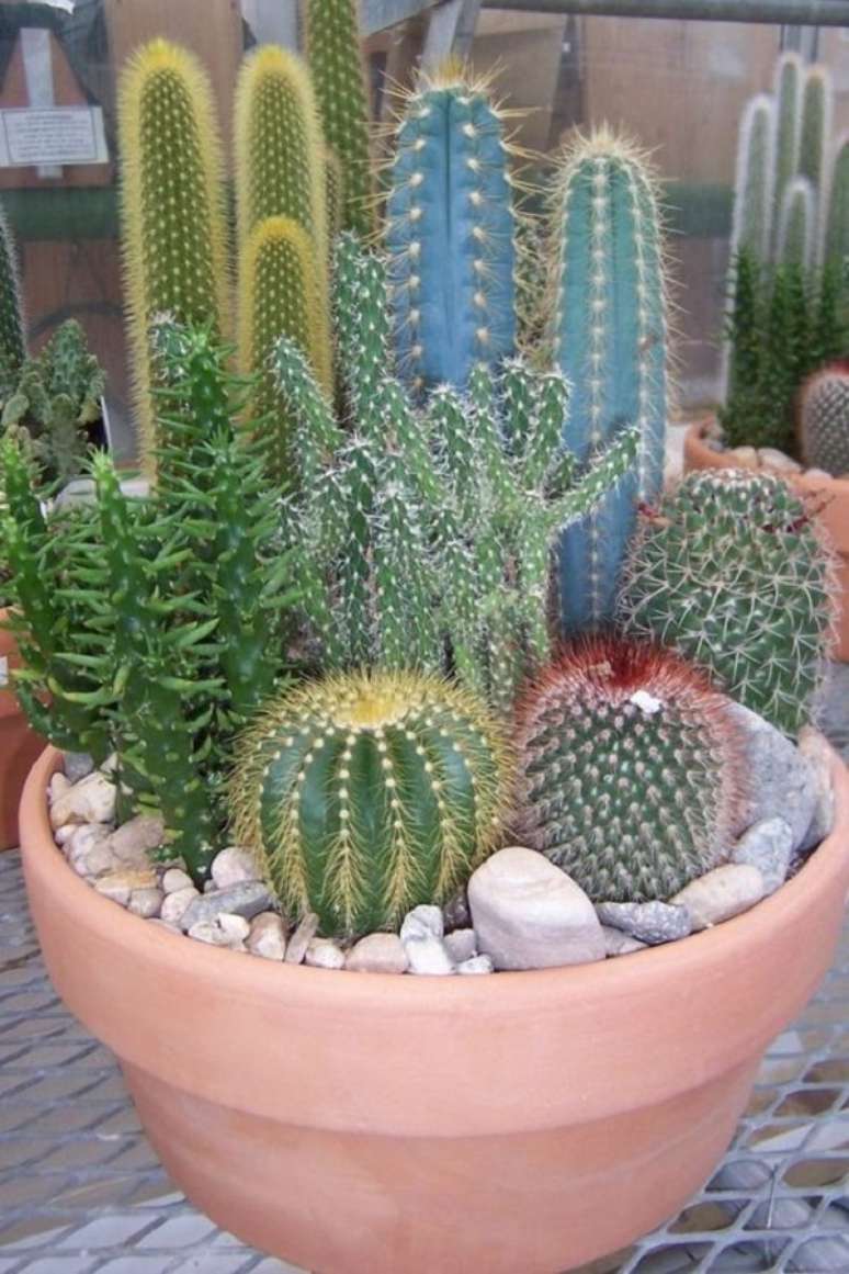 49. Mini jardim de cactos para varanda &ndash; Foto Claudia