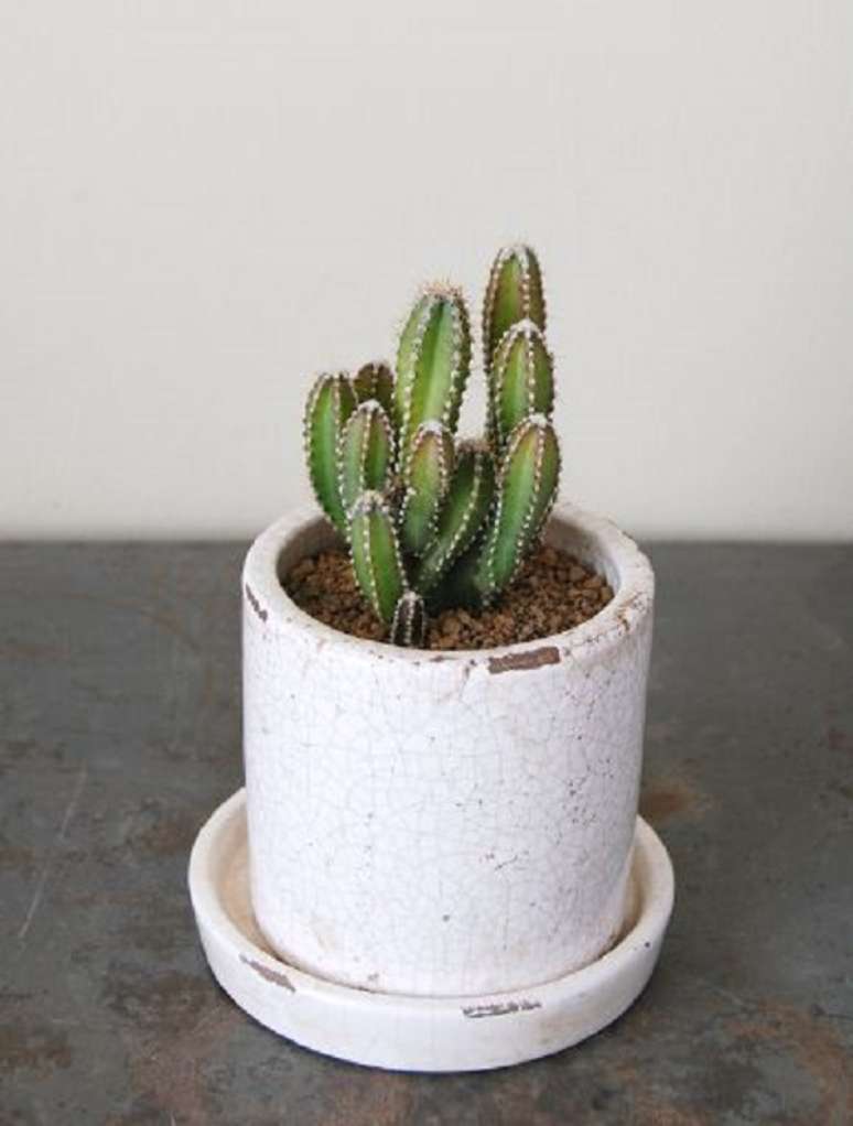 56. Vaso de mini cactos para sala de estar – Foto Pinterest