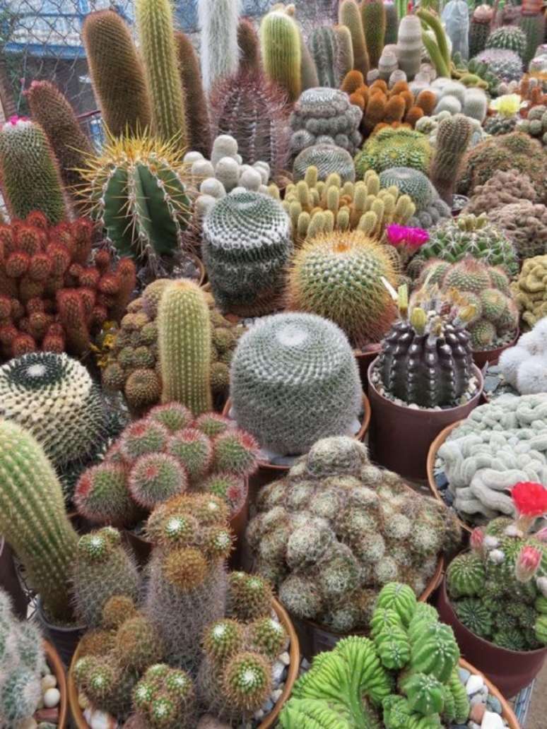 42. Mini cactos no jardim de casa &ndash; Foto Coleccion De