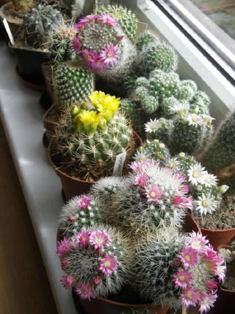 27. Janela decorada com mini cactos com flores – Foto Como Fazer em Casa