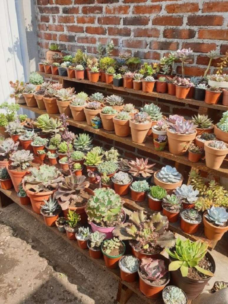 17. Decoração com mini cactos e suculentas – Foto Sarai Hernandez