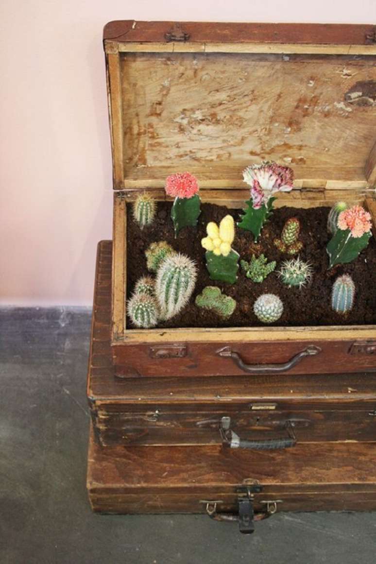 46. Mini jardim de cactos dentro de malas antigas de madeira – Foto Studio Beauty Inn