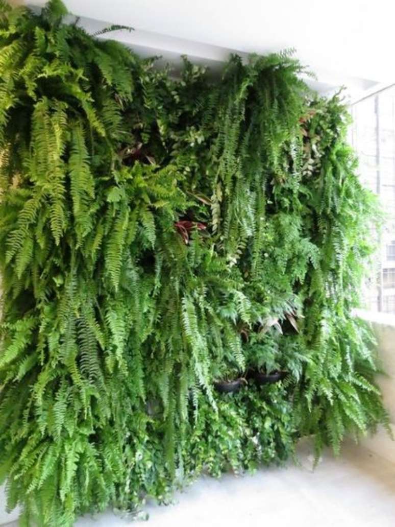 10. O muro ingl&ecirc;s &eacute; interessante com samambaias. Foto: As Paisagismo