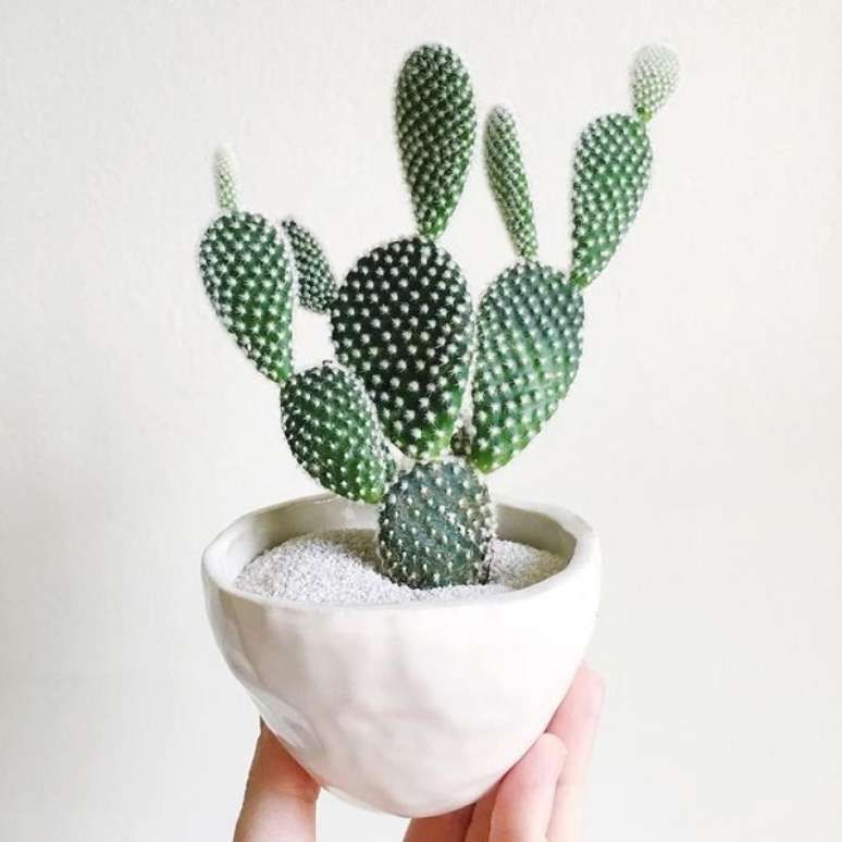 59. Vaso branco com mini cactos &ndash; Foto Tierra Sol Studio