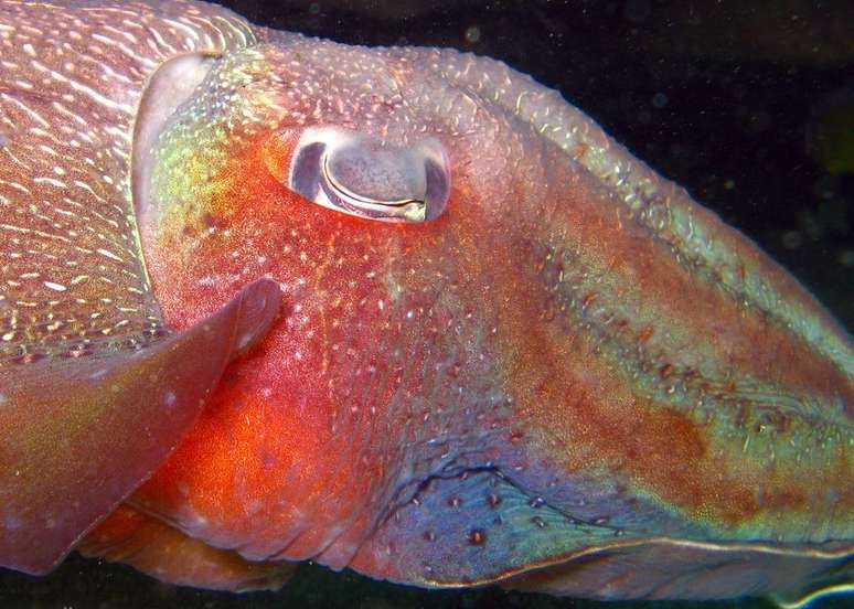 Seus c&eacute;rebros e olhos s&atilde;o altamente desenvolvidos